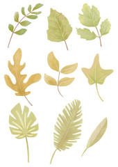 set of different leaves
