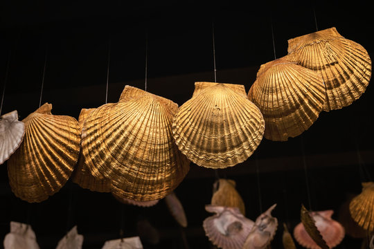 Many golden pilgrim scallops on black background, symbol of the Way of Saint James