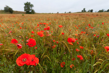 Amapolas en un campo de cereales