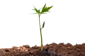 Green sprout growing out from soil isolated on white background