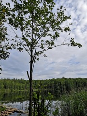 tree and sky