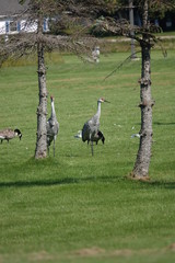 Family of Sandhill Cranes searching for food