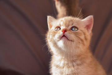 ginger little kitten looks up