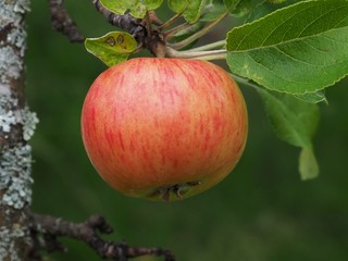red apple on a tree