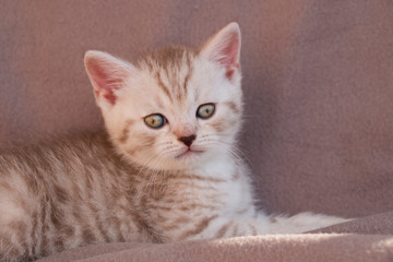little red kitten lying on a stool