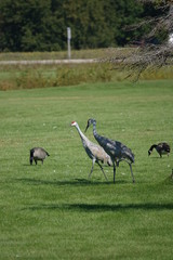 Family of Sandhill Cranes searching for food