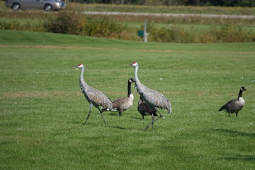 Family of Sandhill Cranes searching for food