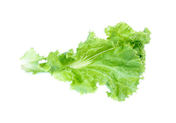 Lettuce isolated on white background