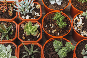multiple succulents in small  pots on a wooden table
