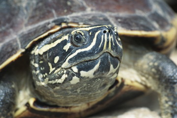 Obraz premium Natural patterns and colors on the Malayan Snail face.