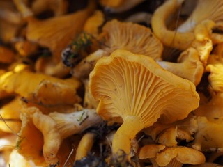 chanterelle mushrooms in the forest