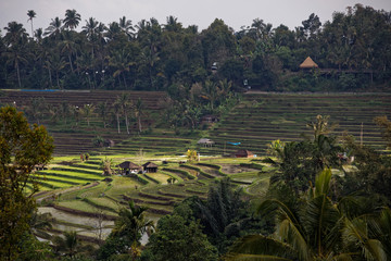 Bali, Indonesia - July 31, 2019: Jatiluwih Rice Terrace in Bali