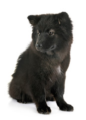 puppy Finnish Lapphund in studio