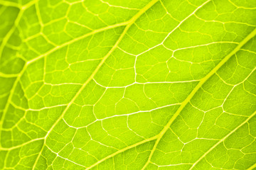 Texture of fresh green leaf, closeup