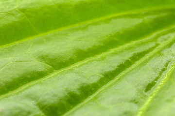 Texture of fresh green leaf, closeup