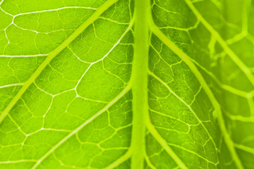 Texture of fresh green leaf, closeup