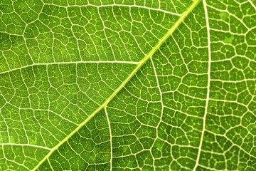 Texture of fresh green leaf, closeup