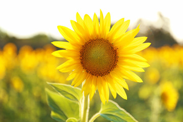 Beautiful blooming sunflower in field