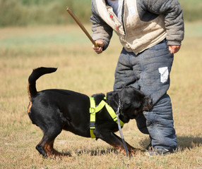 training of police dog