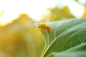 Small bee on green leaf in field