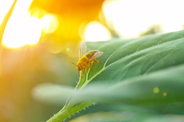Small bee on green leaf in field