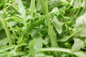 Obraz premium Heap of fresh arugula, closeup