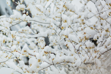 yellow plum trees covered with snow in winter