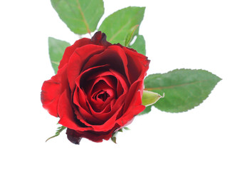 Fototapeta premium Beautiful rose isolated on white