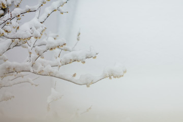 yellow plum trees covered with snow in winter