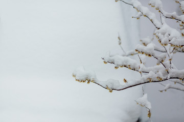 yellow plum trees covered with snow in winter