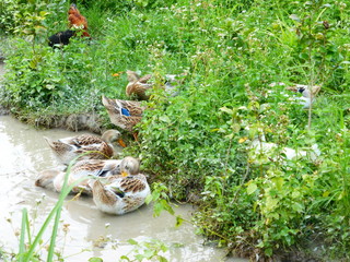 The duck is in the paddy field.