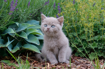 Naklejka na ściany i meble gray british kitten in the garden on green grass
