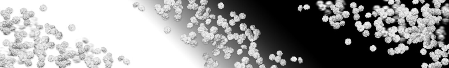 scattered flowers, many small white flowers scattered on a black and white gradient background. Panoramic image. Horizontal banner