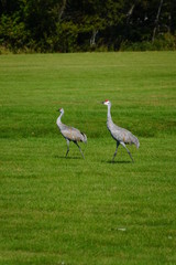 Fototapeta premium Beautiful Family of Sandhill cranes searching for food