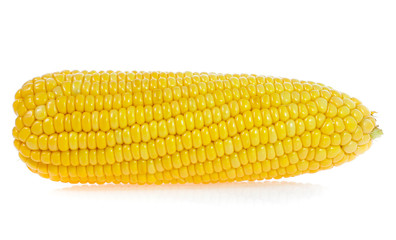 Corn on white background