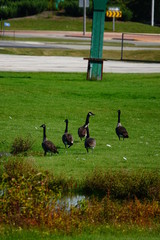Family of Geese out for a stole 