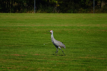 Beautiful Family of Sandhill cranes searching for food
