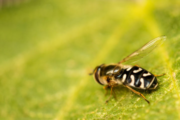 the pied hoverfly in a macro