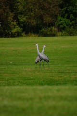 Beautiful Family of Sandhill cranes searching for food