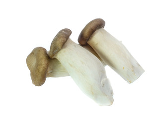 King Oyster mushrooms isolated on white background