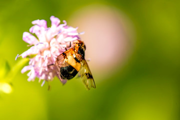 Pellucid Fly on a flower