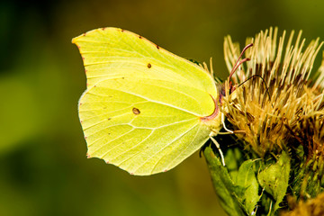 brimstone butterfly on a flower of a cabbage thistle