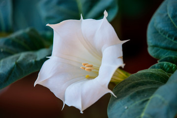 Datura stramonium, thorn-apple with flower