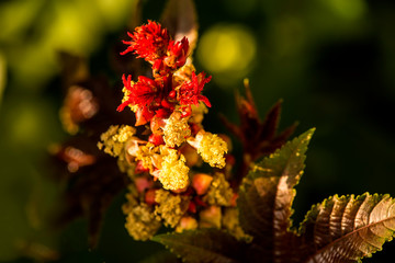 castor-oil plant with leaves and flower