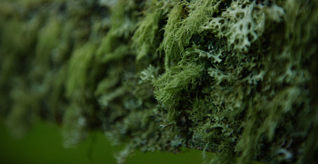 moss on tree