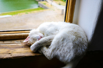 White cat sleeps sweetly on the windowsill of the window.