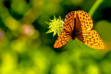 painted lady on a flower of a field scabious