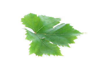 leaf grape