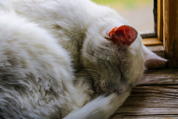 White cat sleeps sweetly on the windowsill of the window, pets.