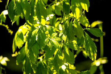 Jiaogulan, Chinese herb for longevity